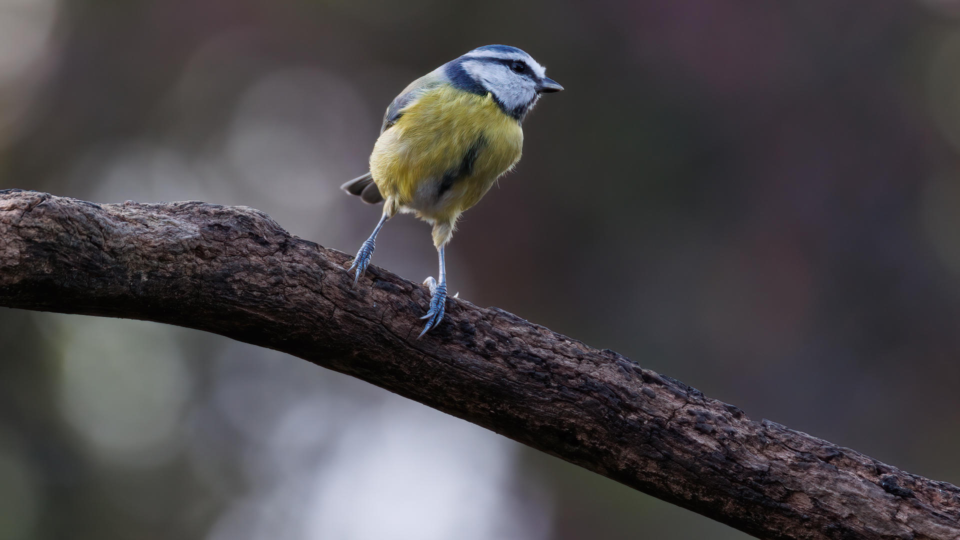 Blue Tit Bird