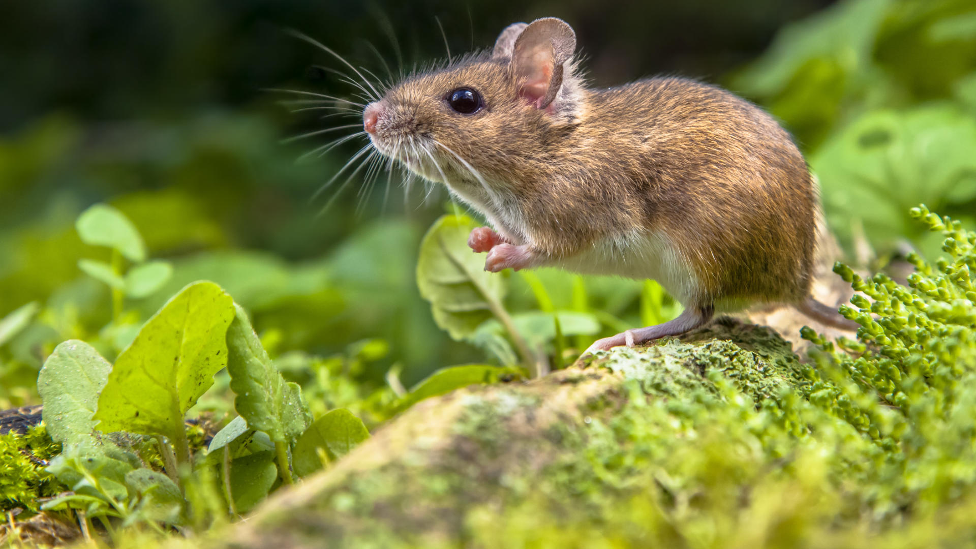 Mouse in Woods