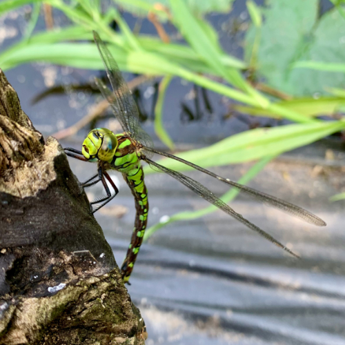 Dragonfly in the woods